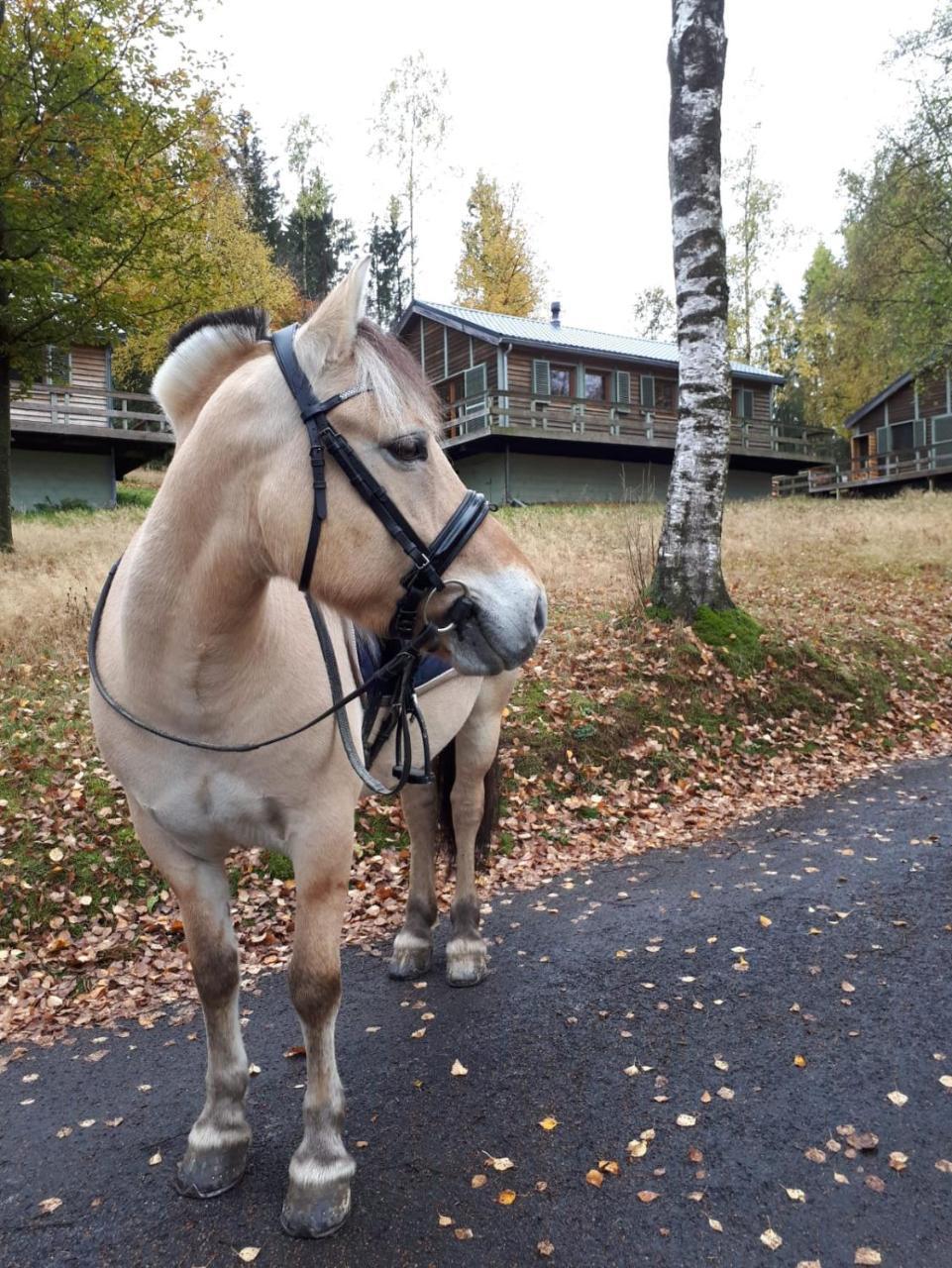 Chalet Le Forestier 比林根 外观 照片